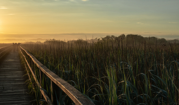Morning in the swamp / ***