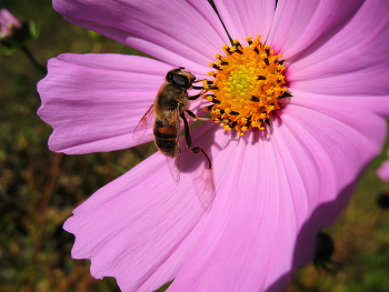 Fly / ***