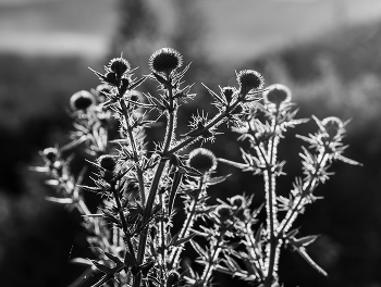 Thorn / ***