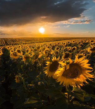Sunflowers / ***