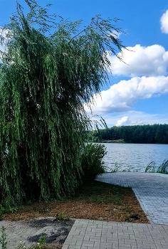 Weeping willow / ***