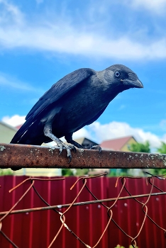 Black Raven / ***