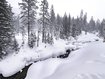 Forest / ***