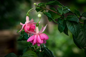 fuchsia / ***
