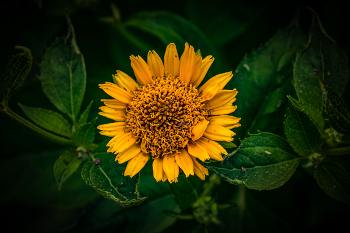sunny / ***
