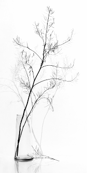 fragility / ***