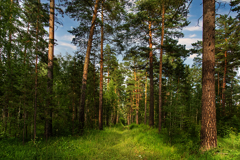 Morning in the pine forest. / ***