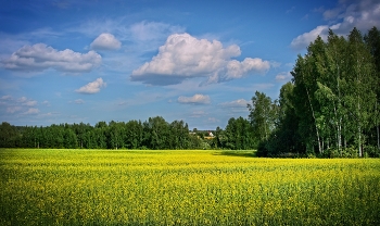 Rural landscape / ***