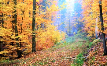gold autumn / ***
