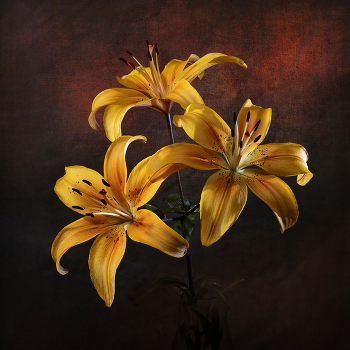 yellow / ***