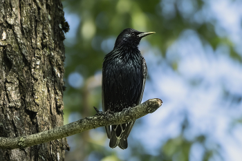 Starling / ***