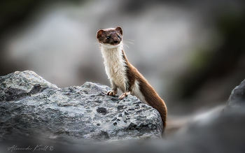 Little Hunter / ***
