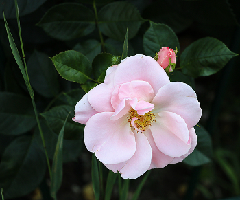 soft pink / ***