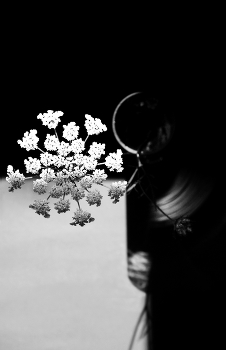 Shadow / ***