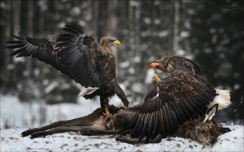 FIGHT ! / ***