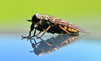 gadfly / ***