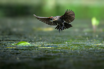 The Red-winged Blackbird (f) / The Red-winged Blackbird (f)