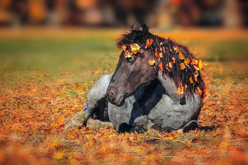 Miss Autumn / ***