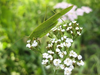 Grasshopper / ***