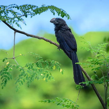 Smooth-billed Ani / Smooth-billed Ani
