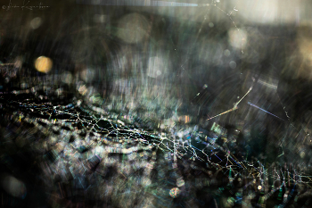 Aranea mundi.2 / ***