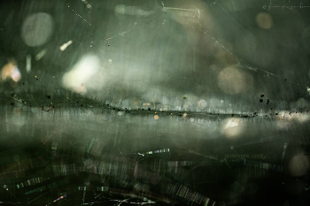 Aranea mundi.4 / ***