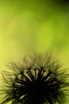 Taraxacum.1 / ***