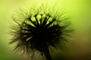 Taraxacum.2 / ***