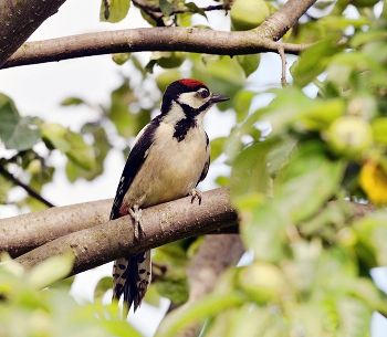 Woodpecker / ***