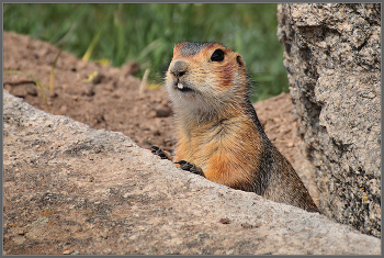 curiosity / ***