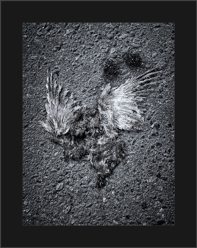 Wings / ***