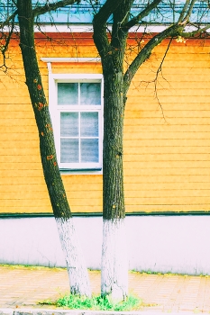 Window / ***