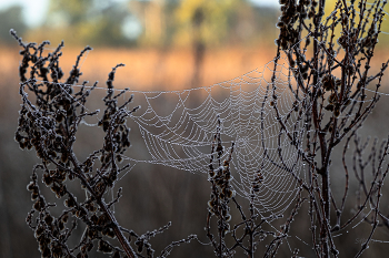 Web. / ***