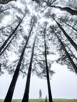 Forest / ***