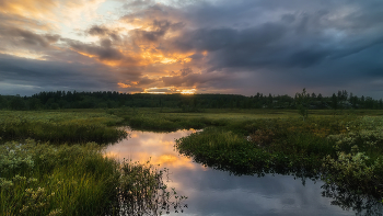 The marshes / ***