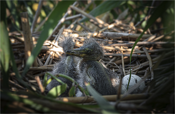 New Life / ***