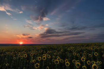 Meeting the sun / ***