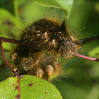 caterpillar. / ***