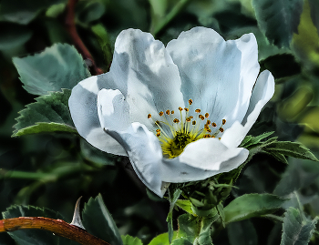 Floret / ***