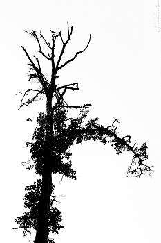 BW#5 / © 2023 Alexa Kuznetsova / Russia