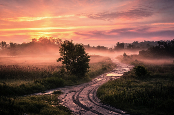 Sunrise in the forest / ***