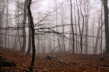 Foggy Crimean wood / ***