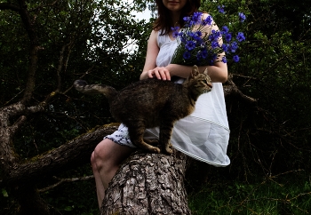 Cornflowers / ***