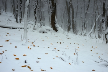 Winter came / ***