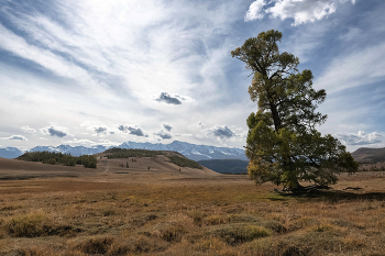 Lonely Pine / ***