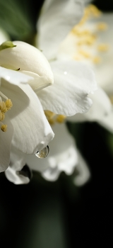 Morning dew / ***