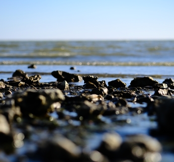 on the shore / ***