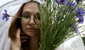 Cornflowers / ***