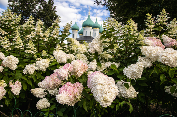 Flowering cherry / ***