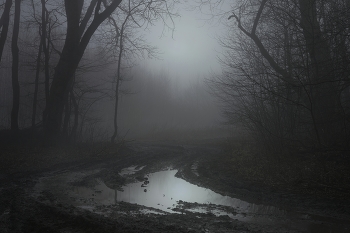 Foggy morning / ***